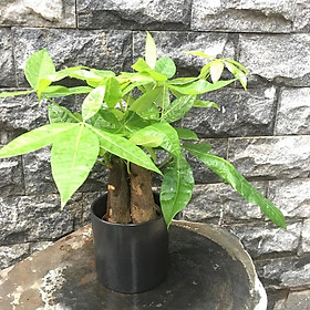 Cây kim ngân mẫu 16