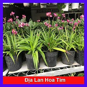 Mua Cây Địa Lan Hoa Tím - Cây cảnh trang trí + Tặng phân bón cho cây mau lớn