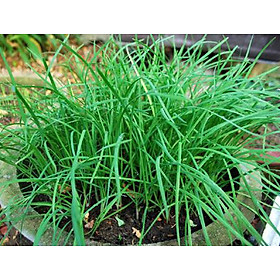 Mua Combo 2 Gói Hạt Giống Hẹ Ăn Lá Chịu Nhiệt 1gram
