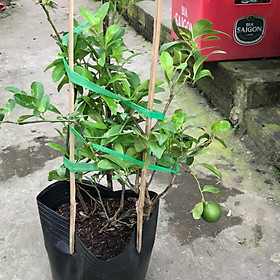 Mua Chanh tứ quý   ra quả quanh năm giá rẻ