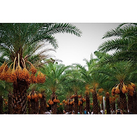 Mua Cây giống CHÀ LÀ NAM MỸ ( GIỐNG NHẬP KHẨU TỪ ÚC - CÂY ƯƠM ĐƯỢC 3 NĂM  BẦU TO