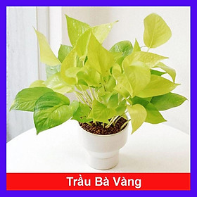 Hình ảnh Cây trầu bà vàng - cây cảnh để trong nhà + tặng phân bón cho cây