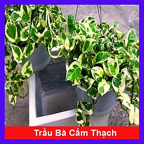 Hình ảnh Cây trầu bà cẩm thạch - trầu bà ngọc thủy - cây cảnh để bàn + tặng phân bón cho cây