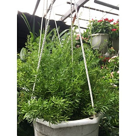 Thiên môn đông treo tường trang trí