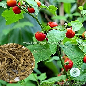 Mua 5GRAM 2200 HẠT Hạt Giống Cà Gai Leo DưƠc Liệu Quý (C3.402|B49*X56)