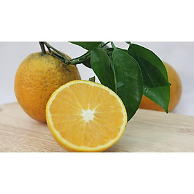 Mua Cây giống Cam Vinh siêu sớm. .