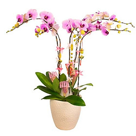 Chậu hoa tươi - Chậu Lan Hồ Điệp "Lãng Mạn &Thuỷ Chung" 4026