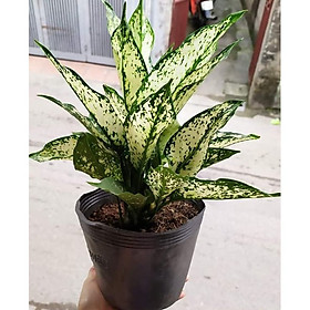 Mua cây ngọc ngân giá rẻ