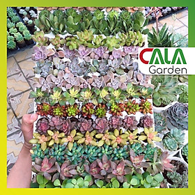 Sen Đá Mini -Tiểu cảnh Terrariu - Thuần Khí Hậu, Siêu Khỏe Đẹp Mix Ngẫu Nhiên Nhiều Loại.