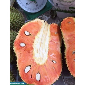 Mua CÂY GIỐNG MÍT LÙN RUỘT ĐỎ SIÊU QUẢ SIÊU SỚM (ẢNH THẬT)