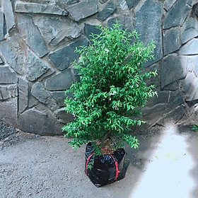 Mua Cây Mai Chiếu Thuỷ
