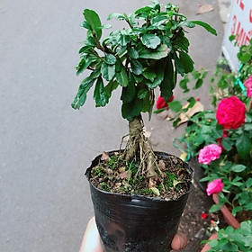 Cây Trà Phúc Kiến Bonsai Mini