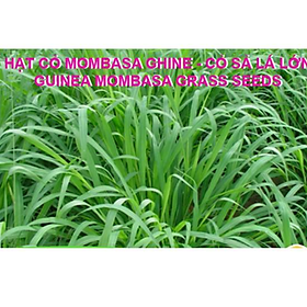 Mua Hạt giống cỏ Mombasa Ghine - Cỏ xả lá lớn gói 100g - Hạt Giống Cỏ Chăn Nuôi Gia Súc