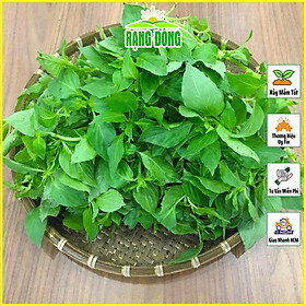 Mua Hạt giống Rau Thơm Sả (É Trắng) Sinh Trưởng Mạnh  Trồng Quanh Năm (gói 2 gram) - Hạt Giống Rạng Đông