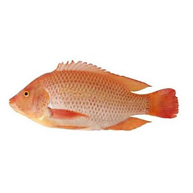 [Chỉ Giao HCM] - CÁ ĐIÊU HỒNG SỐNG 1kg