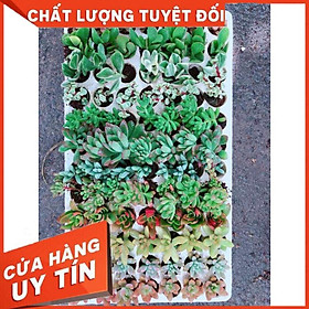 Combo 12 cây sen đá vỉ Nhiều Người Mua