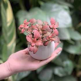 Cây Cẩm Nhung Lá Đỏ - 07x07x10 Cm - Chậu Dáng Chum - Gốm Sứ Bát Tràng - Cây Mini Để Bàn & Chậu Trồng Cây Sen Đá, Xương Rồng, Tiểu cảnh Terrarium