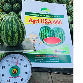 Hạt Giống Dưa Hấu AGRI USA 666 - )