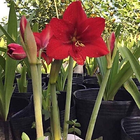Mua củ lan giống hoa huệ tây màu đỏ nhung