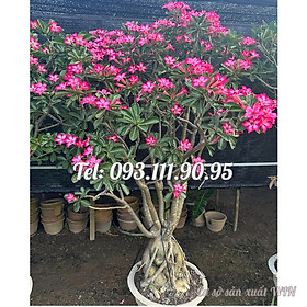 Mua Bịch 10 hạt giống hoa sứ Thái Lan kỳ duyên hồng – Mã số 1320