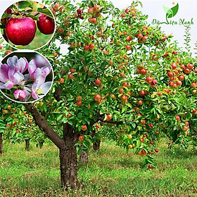 cây táo ngoại, Cây Táo Rockit, siêu quả giống nhập chuẩn giống f1