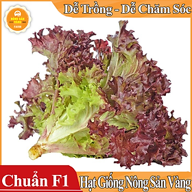 Hạt giống Xà Lách Tím Năng Suất Cao