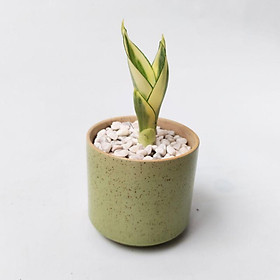 Mua Cây lưỡi hổ thái mini để bàn  cây phong thủy đẹp  chụp ảnh cây trước khi gửi khách