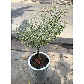 Mua Cây cẩm thạch