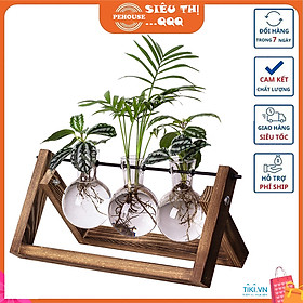 Mua Bình thủy tinh trồng cây cảnh thủy sinh bộ 3 bình