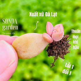 Mua Lá mầm sen đá đá nâu SONDA GARDEN (5 mầm)  xuất xứ Đà Lạt  khoẻ đẹp  lỗi 1 đổi 1