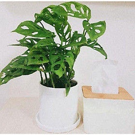 CHẬU CÂY TRẦU BÀ LÁ MƯA