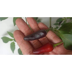 Mua hạt ớt tím miền Trung