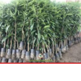 Sản phẩm Cây Ăn Trái cây xoài thái quả ngọt ngon hiệu quả kinh tế cao