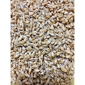 500 gr Hạt giống Cỏ lúa mì
