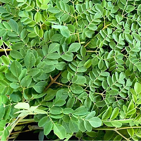 Mua Hạt Giống Chùm Ngây 2gr