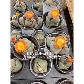 Cây sen đá thạch lan pleiospilos Nelii size chậu 8cm_ Hàng sẵn tai vườn