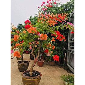 Mua Cây hoa giấy ngũ sắc 5 màu