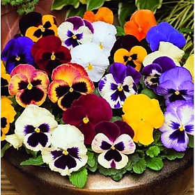 Mua Gói 100 hạt giống hoa pansy mix màu