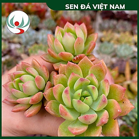 [HÀ NỘI] Sen Đá Mặt Trời, Sen Vỉ Mini size 3-6cm, Xuất Xứ Đà Lạt Đã Thuần Khí Hậu Miền Bắc Khỏe Đẹp, Sen Đá