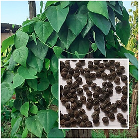 Mua Hạt giống sương sâm lông 50 hạt nảy mầm trên 90%