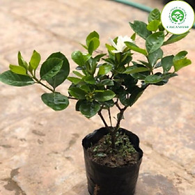 Cây bạch thiên hương cao 40-50cm đang hoa