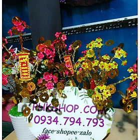 Nguyên liệu cây kim tiền tài lộc 307 phk shop