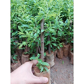 Mua MẬN HẬU CHIẾT CÂY TO