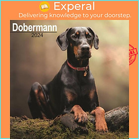 Sách - Dobermann (Euro) Calendar 2024  Square Dog Breed Wall Calendar - 16 Month by  (UK edition, paperback)