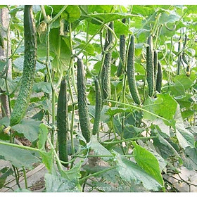 Mua Hạt Giống Dưa Leo Nhật