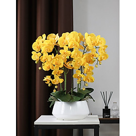 Mua Chậu hoa lan hồ điệp cao su cao cấp loại 1  hoa lan giả đẹp giống thật trang trí nhà cửa  văn phòng công ty  cửa hàng sang trọng