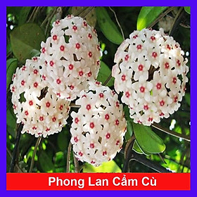 Lan Cẩm Cù - cây cảnh trong nhà + tặng phân bón cho cây mau lớn