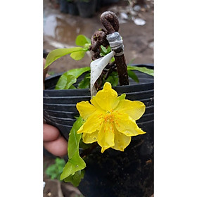 Mua Mai Quắn ( Mai Giảo tự xoắn )