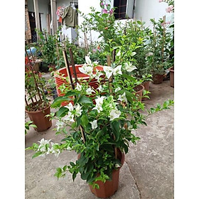 Mua Hoa giấy Thái trắng tinh