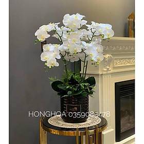 Mua ♡ Lan Hồ Điệp Giả Hàng Cao Cấp SAI HOÀN TIỀN
